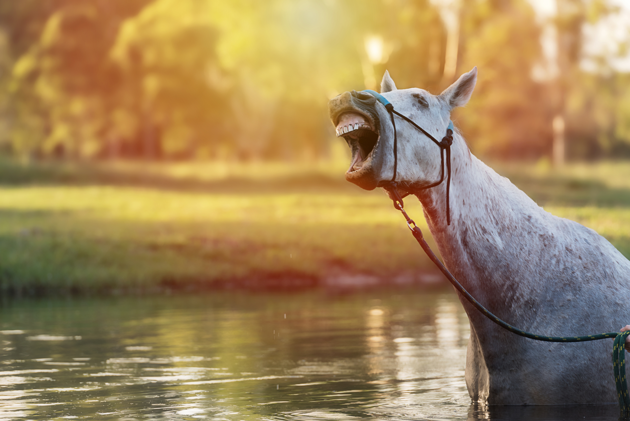 Pferd im Wasser