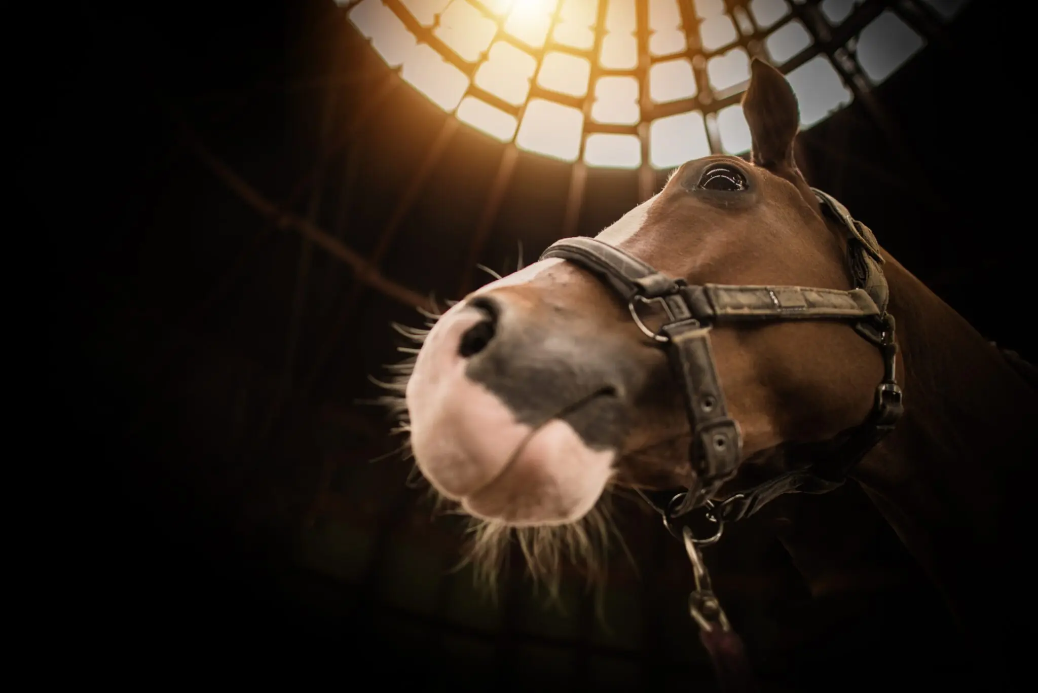 Pferd im Stall mit warmem Lichteinfall