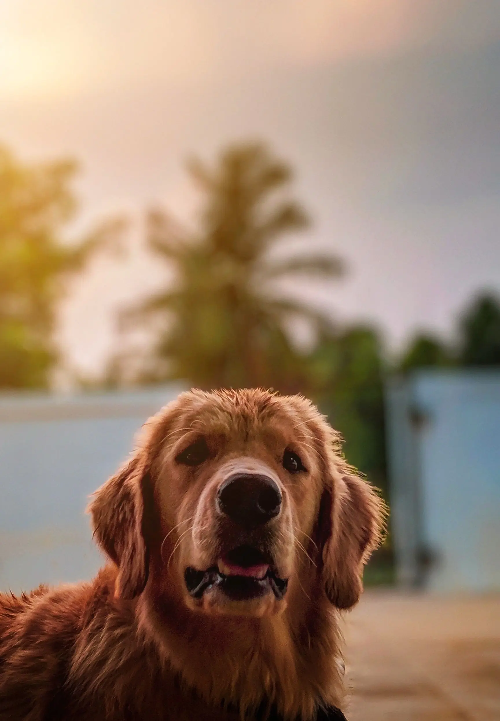 Golden Retriever im warmen Abendlicht