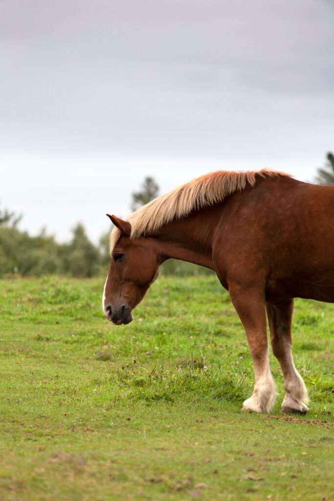 Pferd auf grüner Weide