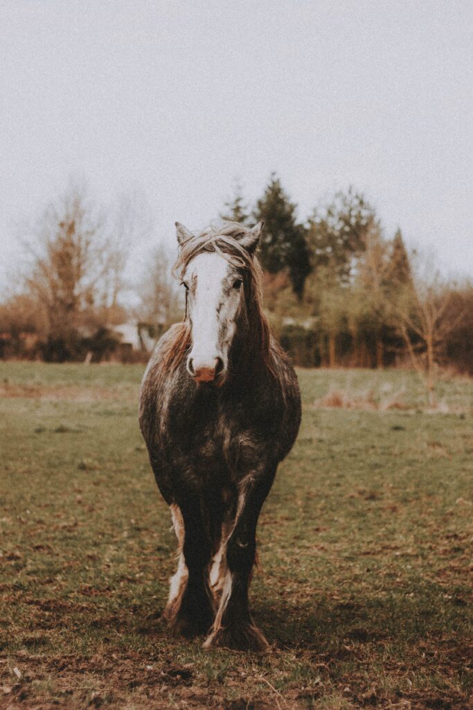 Pferd in Bewegung auf einer Wiese