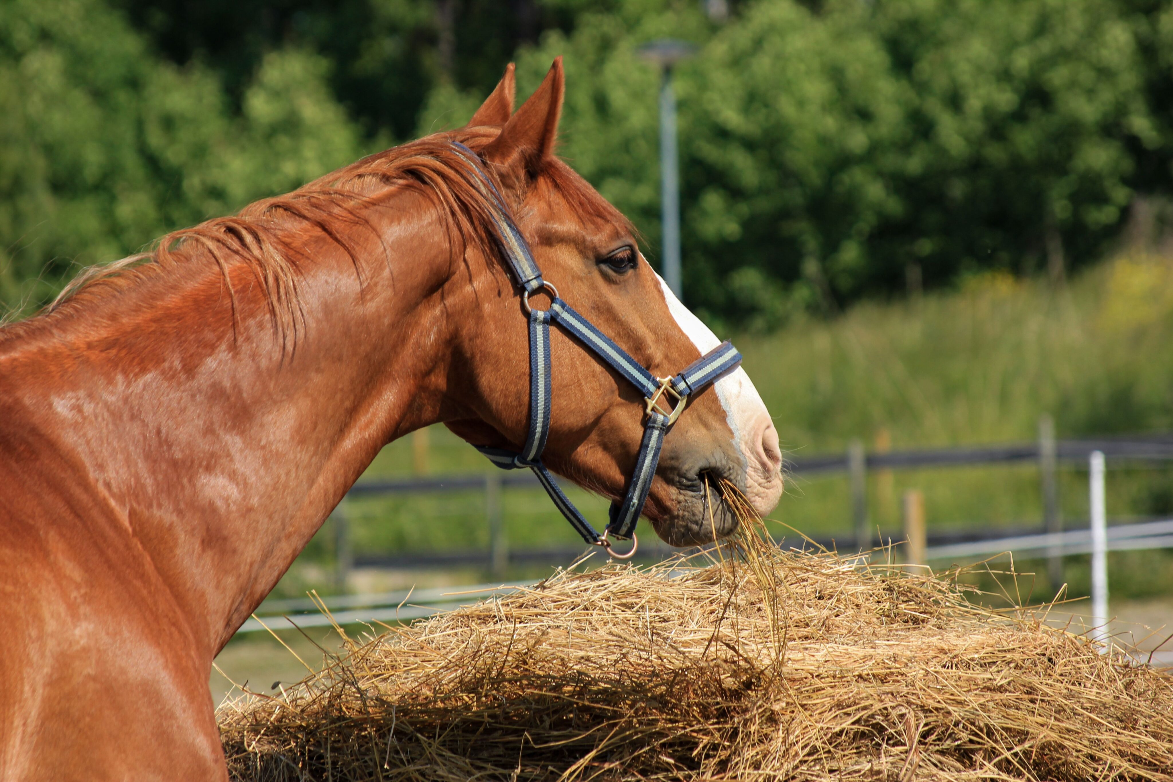 Pferd beim Fressen von Heu