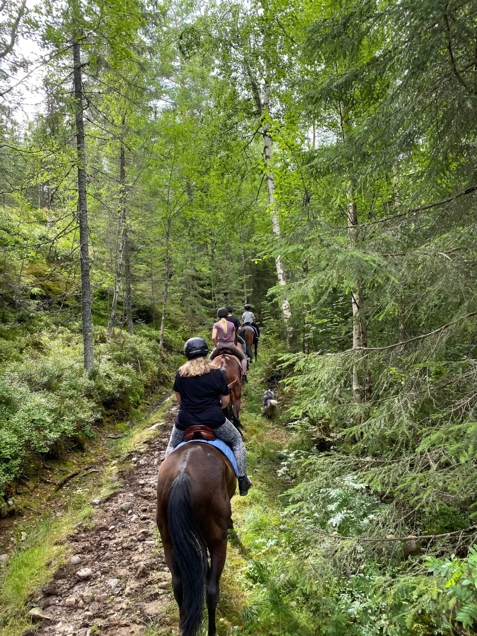 Ausritt auf einem Waldweg